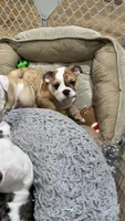 Buster brown , a male English Bulldog for sale in Orange, CA – 8 of 9