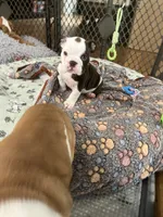 Brownie , a female English Bulldog for sale in Orange, CA – 4 of 10