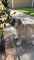 Maya, a male English Bulldog for sale in Orange, CA – 8 of 10
