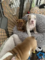 Biscuit, a male English Bulldog for sale in Orange, CA – 4 of 10