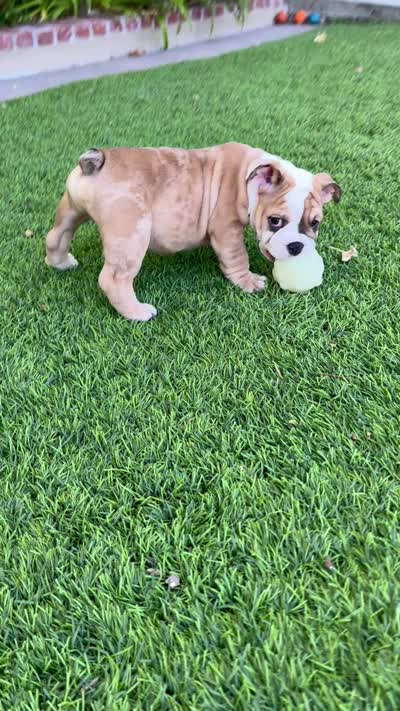 Buster brown , a male English Bulldog for sale in Orange, CA – 9 of 9