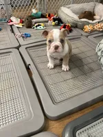 Biscuit, a male English Bulldog for sale in Orange, CA – 10 of 10