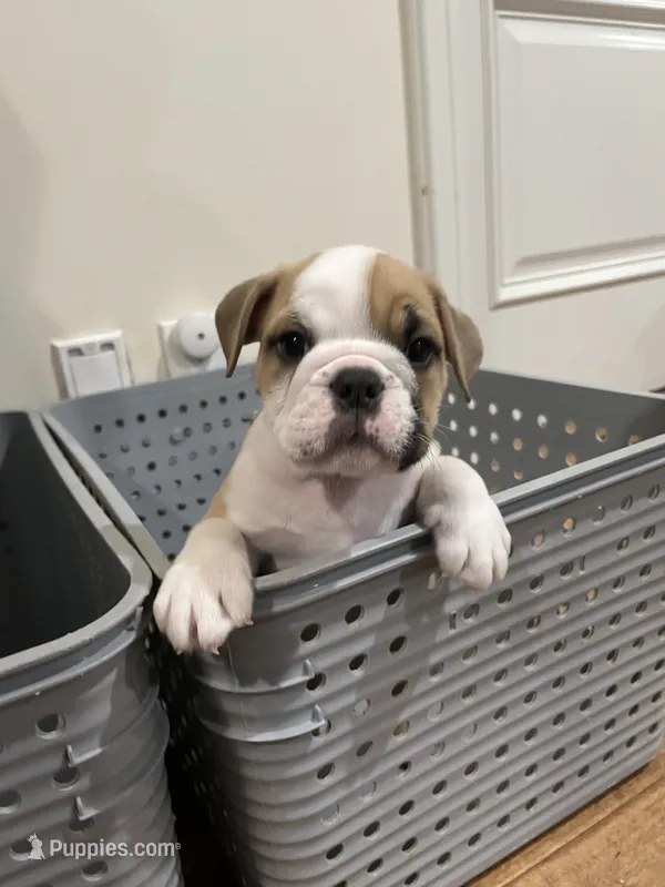 Kai – English Bulldog puppy for sale in Orange, CA