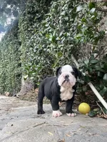 Zeus, a male English Bulldog for sale in Orange, CA – 6 of 10