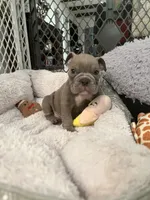 Ash, a male English Bulldog for sale in Orange, CA – 2 of 10