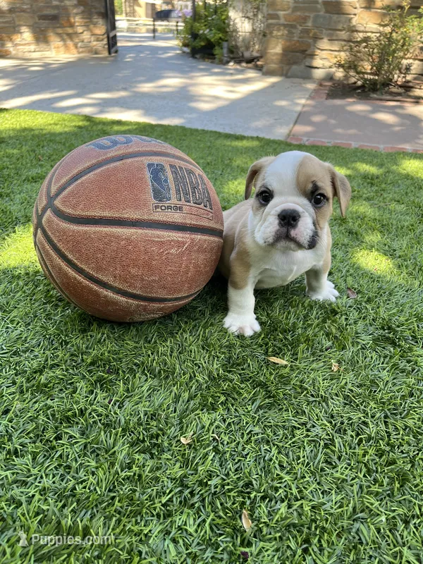 Bentley – English Bulldog puppy for sale in Orange, CA