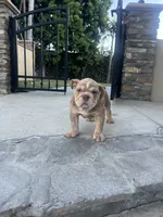 Chubbs, a male English Bulldog for sale in Orange, CA – 5 of 10