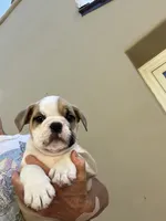 Bentley, a male English Bulldog for sale in Orange, CA – 2 of 10