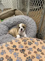 Bentley, a male English Bulldog for sale in Orange, CA – 8 of 10