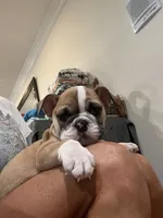 Kona, a female English Bulldog for sale in Orange, CA – 10 of 10
