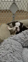 Finn, a male English Bulldog for sale in Orange, CA – 7 of 10