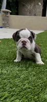 Finn, a male English Bulldog for sale in Orange, CA – 2 of 10