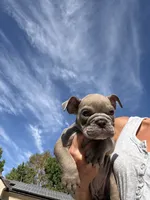Ash, a male English Bulldog for sale in Orange, CA – 5 of 10