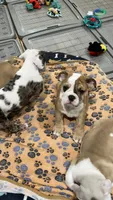 Buster brown , a male English Bulldog for sale in Orange, CA – 5 of 9