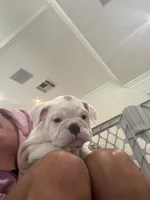 Ziggy, a male English Bulldog for sale in Orange, CA – 5 of 10