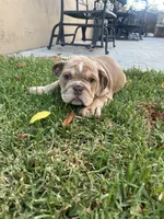 Chubbs, a male English Bulldog for sale in Orange, CA – 3 of 10