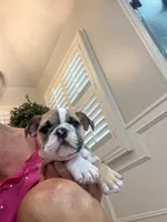 Kona, a female English Bulldog for sale in Orange, CA – 2 of 10