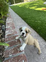 Bentley, a male English Bulldog for sale in Orange, CA – 5 of 10
