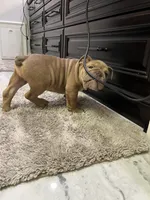 Ash, a male English Bulldog for sale in Orange, CA – 5 of 10