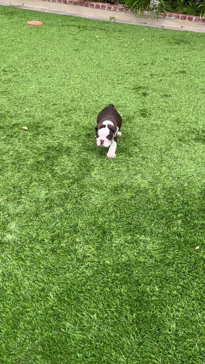 Finn, a male English Bulldog for sale in Orange, CA – 10 of 10