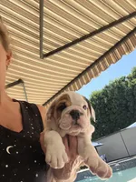 Willow, a female English Bulldog for sale in Orange, CA – 6 of 10