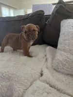 Cinnamon, a female English Bulldog for sale in Orange, CA – 7 of 10
