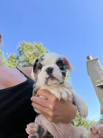 Kane, a male English Bulldog for sale in Orange, CA – 1 of 10