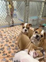 Buster brown , a male English Bulldog for sale in Orange, CA – 4 of 9