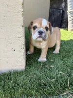 Teddy, a male English Bulldog for sale in Orange, CA – 6 of 10