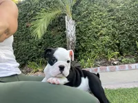 Domino, a male English Bulldog for sale in Orange, CA – 8 of 10