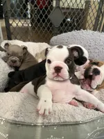 Brownie , a female English Bulldog for sale in Orange, CA – 2 of 10