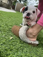 Bandit, a male English Bulldog for sale in Orange, CA – 5 of 10