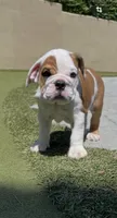 Willow, a female English Bulldog for sale in Orange, CA – 5 of 10