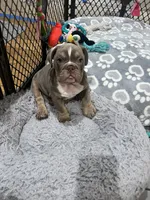 Bruno, a male English Bulldog for sale in Orange, CA – 6 of 10