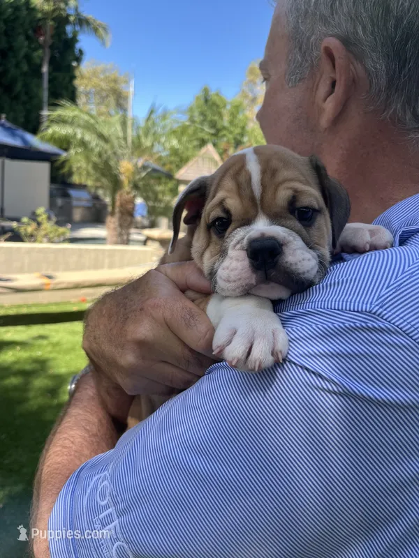Bruno – English Bulldog puppy for sale in Orange, CA