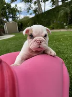 Milo, a male English Bulldog for sale in Orange, CA – 5 of 10