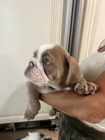 Rocco, a male English Bulldog for sale in Orange, CA – 7 of 10
