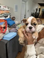Buster brown , a male English Bulldog for sale in Orange, CA – 3 of 9