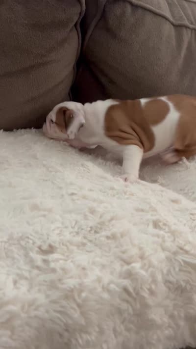 Willow, a female English Bulldog for sale in Orange, CA – 9 of 10