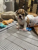 Bruno, a male English Bulldog for sale in Orange, CA – 9 of 10
