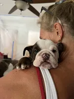 Coco, a female English Bulldog for sale in Orange, CA – 6 of 10
