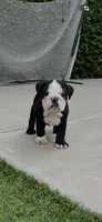 Zeus, a male English Bulldog for sale in Orange, CA – 2 of 10