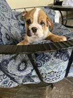 Rufus, a male English Bulldog for sale in Orange, CA – 6 of 10