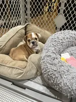 Teddy, a male English Bulldog for sale in Orange, CA – 8 of 10
