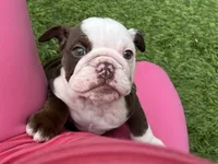 Coco, a female English Bulldog for sale in Orange, CA – 3 of 10