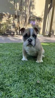 Kona, a female English Bulldog for sale in Orange, CA – 6 of 10