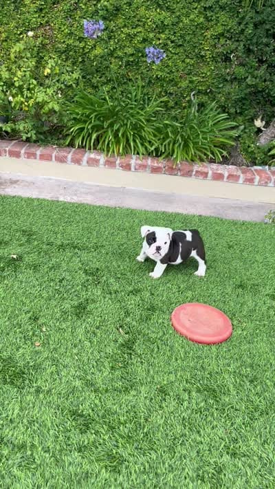 Bandit, a male English Bulldog for sale in Orange, CA – 10 of 10