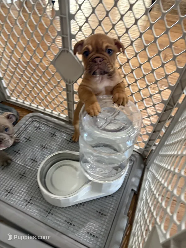 Cinnamon – English Bulldog puppy for sale in Orange, CA