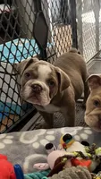Rocco, a male English Bulldog for sale in Orange, CA – 4 of 10