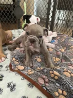 Ash, a male English Bulldog for sale in Orange, CA – 3 of 10